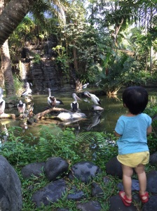 Anak kicik serius mantengin burung
